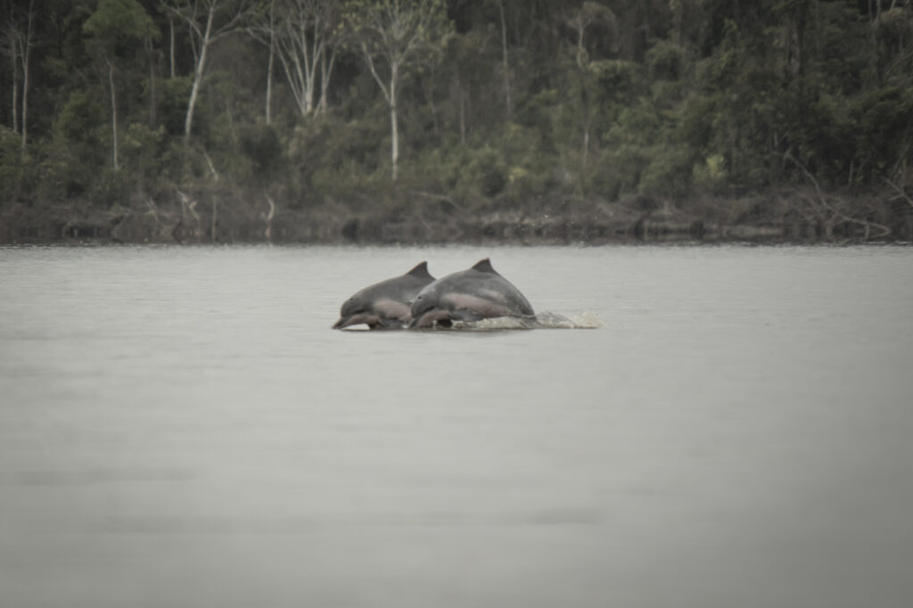 Tucuxi (Sotalia fluviatilis) in the mouth of the Aguarico and Cocaya rivers in the Cuyabeno Wildlife Reserve in the Ecuadorian 