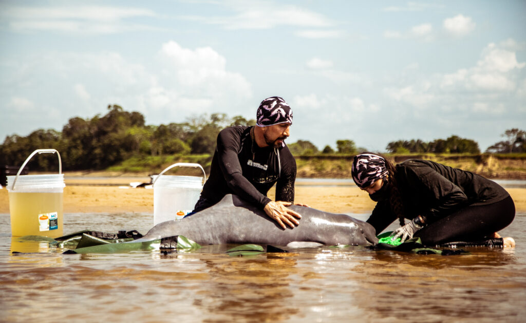 Fernando Trujillo and Jimena Valderrama, from the Omacha Foundation, care for a young Amazon river dolphin (Inia geoffrensis) as part of work to evaluate the health of river dolphin populations.