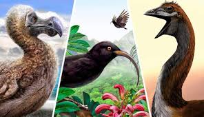 Birds Facing Extinction