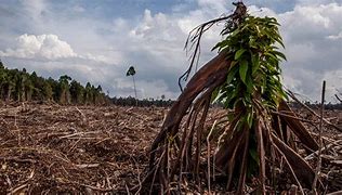 Heartbreaking Photos of Deforestation From Indonesia