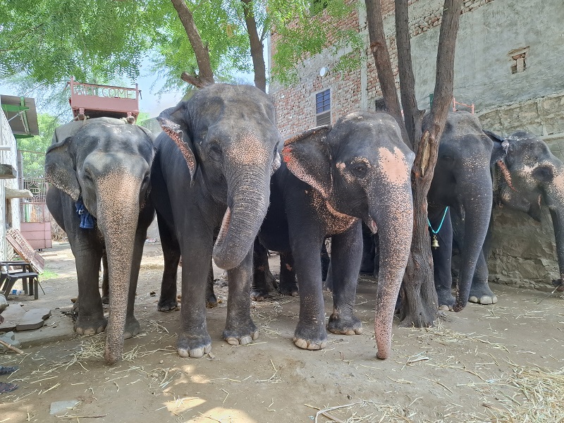 Humane Treatment for All Animals is the Call of the Hour, says World Animal Protection